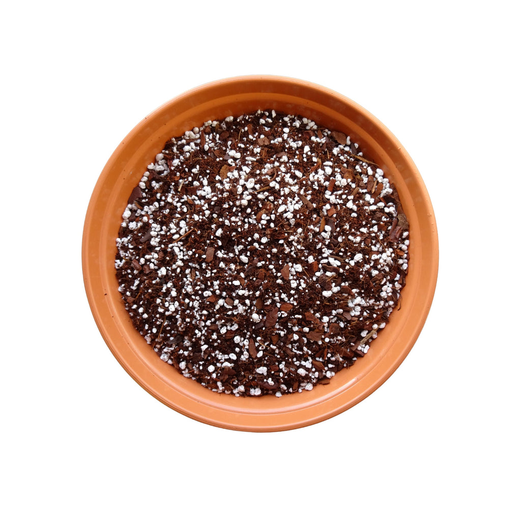 Chunky House Plant Propagating Kit | Hand-blended potting mix