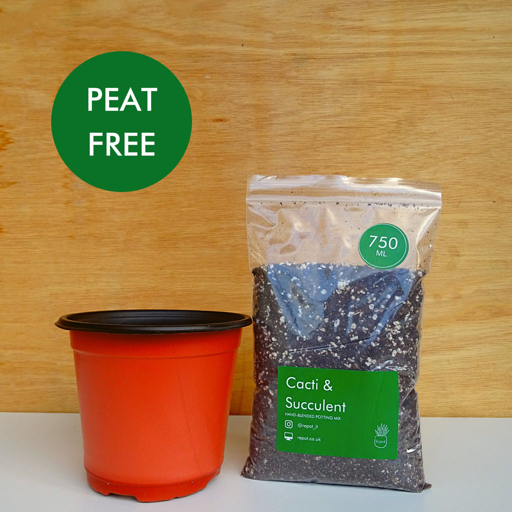 Cactus & Succulent Houseplant Repotting Kit incl. Hand-blended Potting Mix